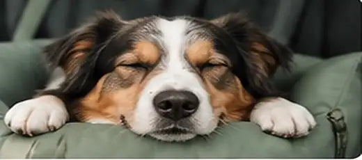 Dog relaxing in a TheDogCarSeat dog car seat, size M