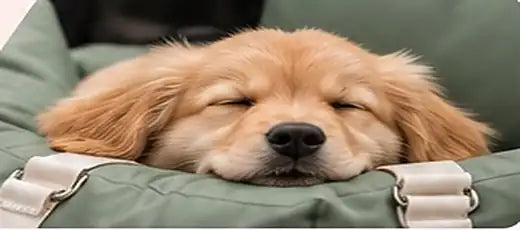 Dog relaxing in a TheDogCarSeat dog car seat, size S